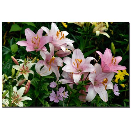 Trademark Fine Art Kurt Shaffer 'Pink Lilies' Canvas Art, 16x24 KS068-C1624GG
